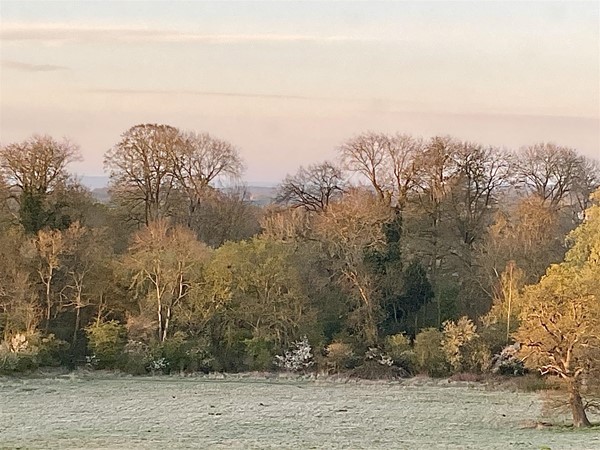 Image of a woodland