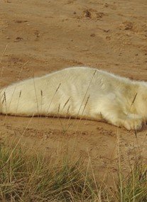 Donna Nook Nature Reserve