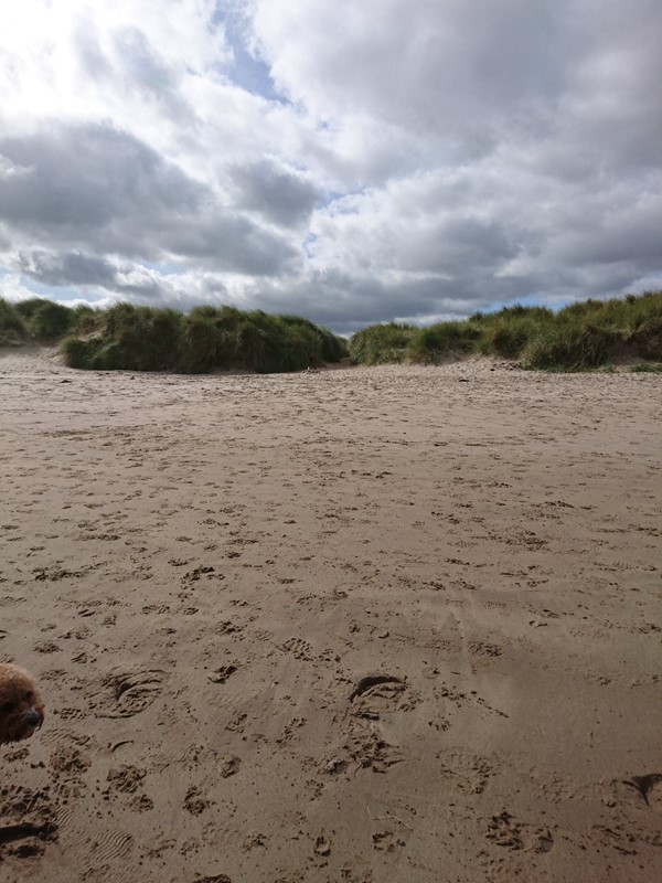 Picture of St Aidan's Dunes