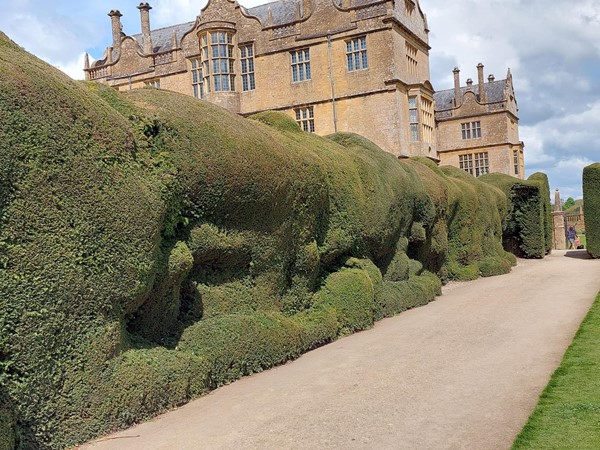Cloud hedges in front of Montacute House