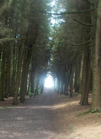 Beacon Fell Country Park