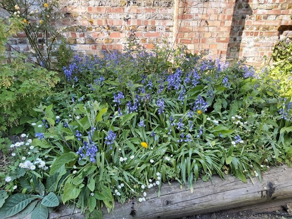 Blue bells in flower beds