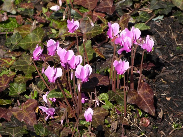 Picture of Archivist's Garden - Flowers