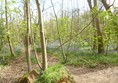 Picture of Norsey Wood