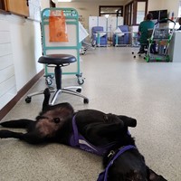 Orson bored at the day hospital while I received treatment!