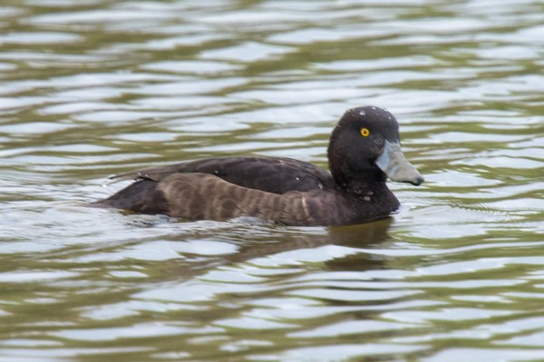Image of a duck.