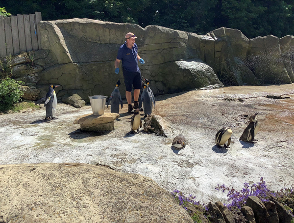 Keeper with penguins