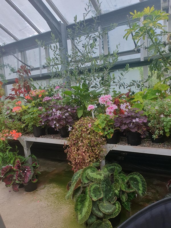 In the glasshouse