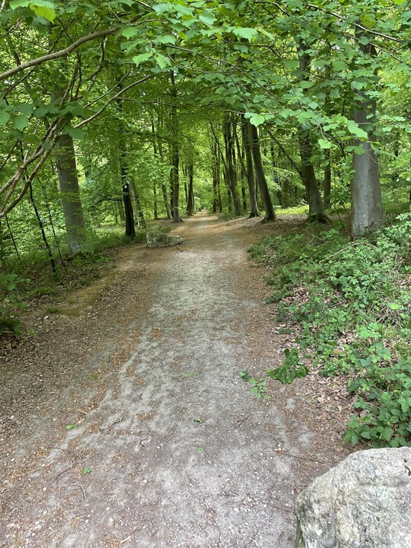 Image of a forest path