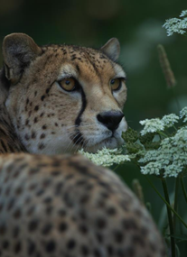 Dartmoor Zoological Society