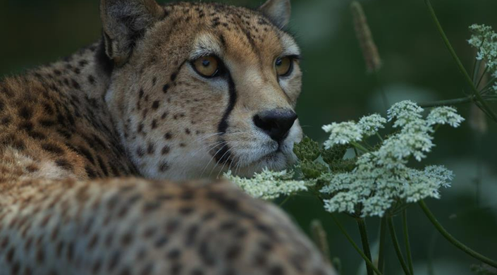 Dartmoor Zoological Society