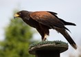 Picture of the Tropica Butterfly House - Harris Hawk
