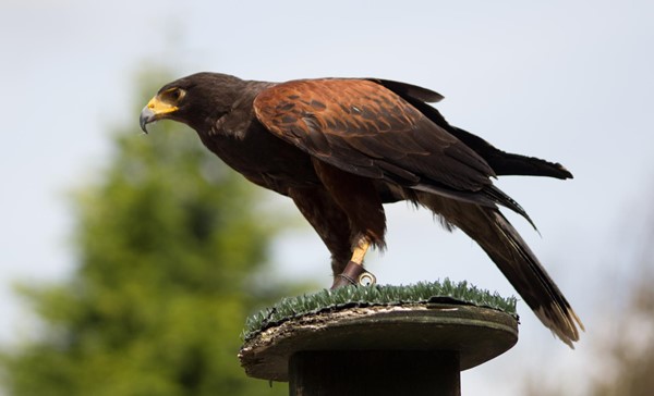 Picture of the Tropica Butterfly House - Harris Hawk