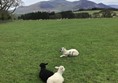 Image of lambs in a field.