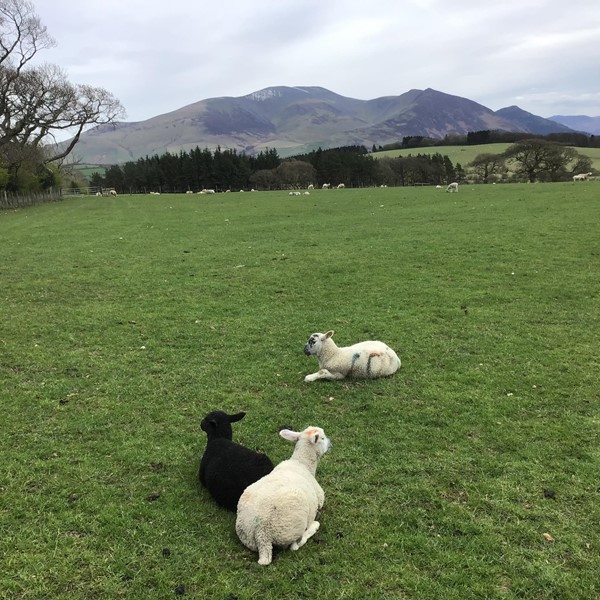 Image of lambs in a field.