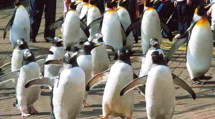 Disabled Access Day 2019 at Edinburgh Zoo
