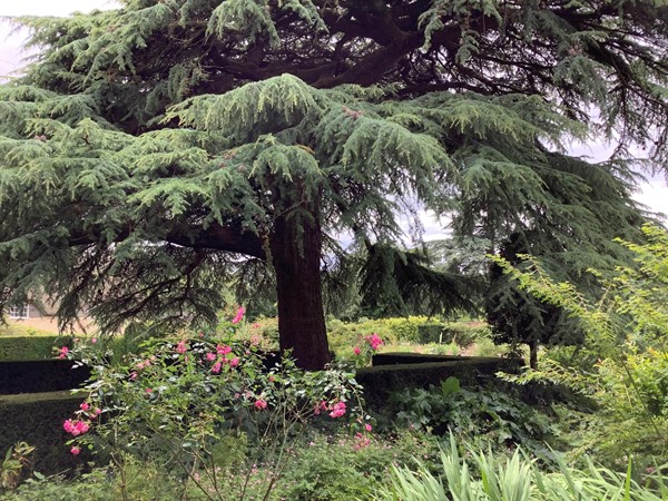 National Trust - Hidcote