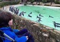 Picture of Cotswold Wildlife Park - Penguins