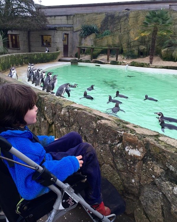 Picture of Cotswold Wildlife Park - Penguins