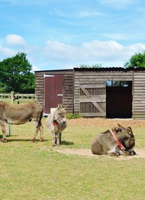 The Donkey Sanctuary