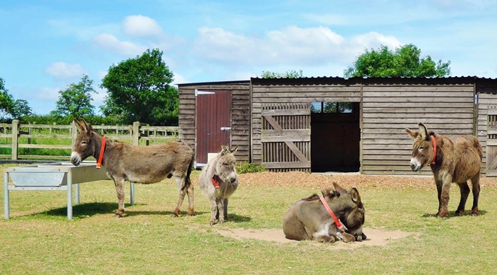 The Donkey Sanctuary