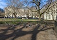 Image of pigeons gathered in the park