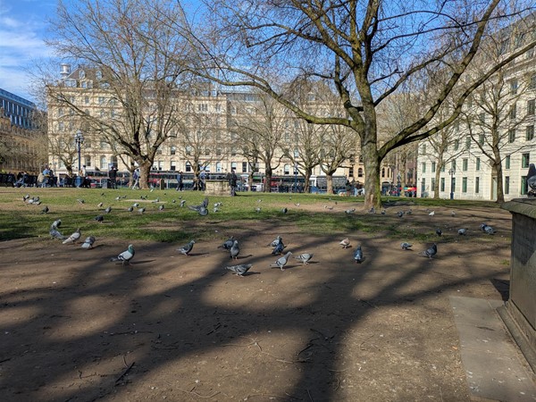 Image of pigeons gathered in the park