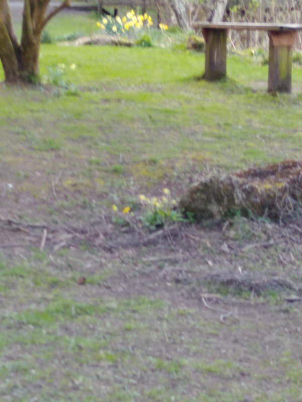 Picture of some grass, a tree root and a bench