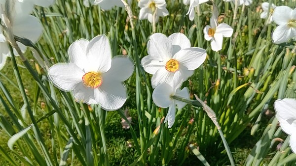 Image of flowers
