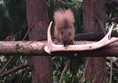 Red squirrel feeding just outside cafe window.