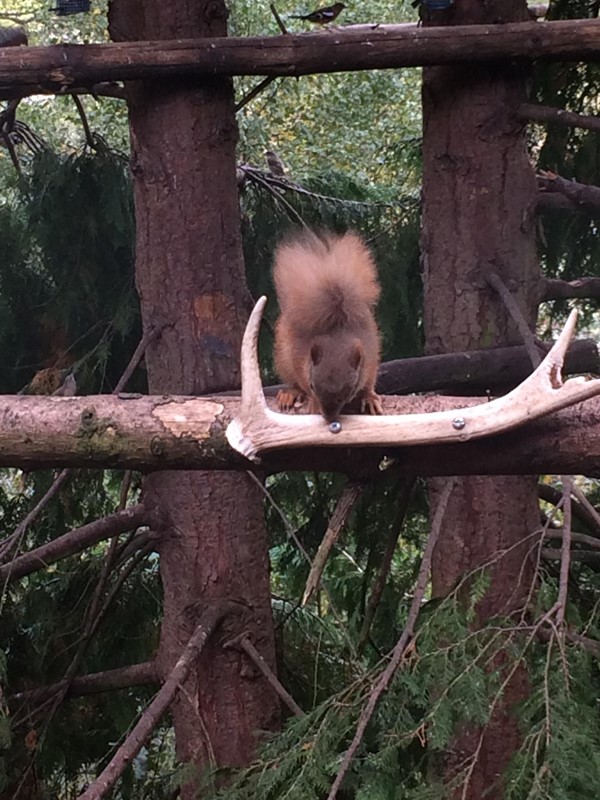 Red squirrel feeding just outside cafe window.