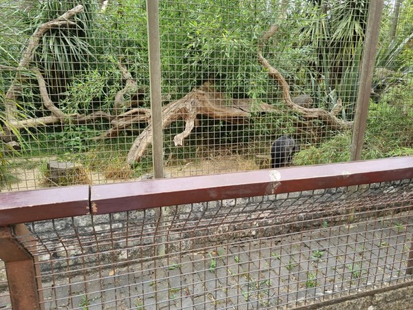 Animal in an enclosure