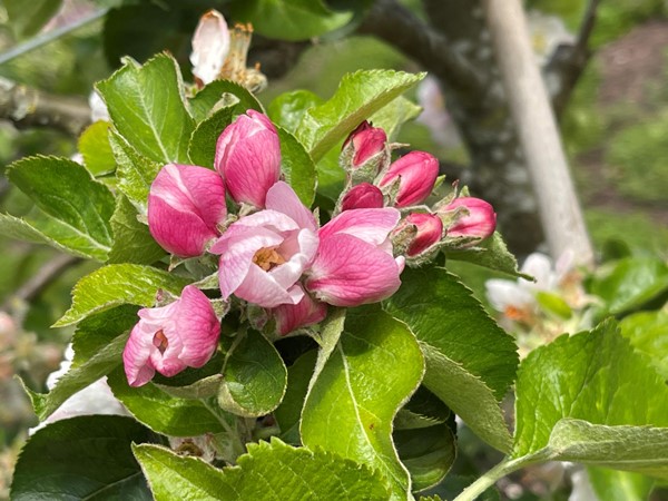 Apple blossom at the Botanic gardens