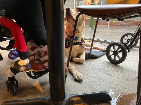 Assistance dog at Pizza Express