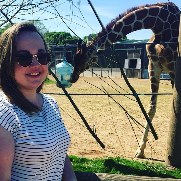 Feeding time for the giraffes