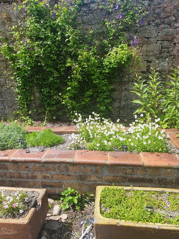 A view of the garden