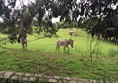 Picture of Edinburgh Zoo