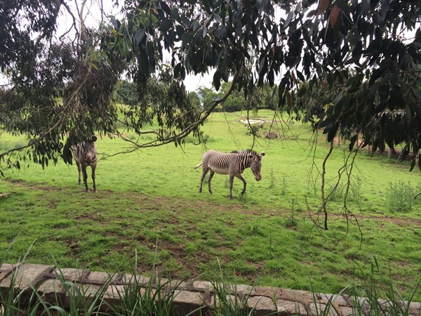 Picture of Edinburgh Zoo