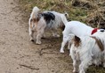 Backs of dogs