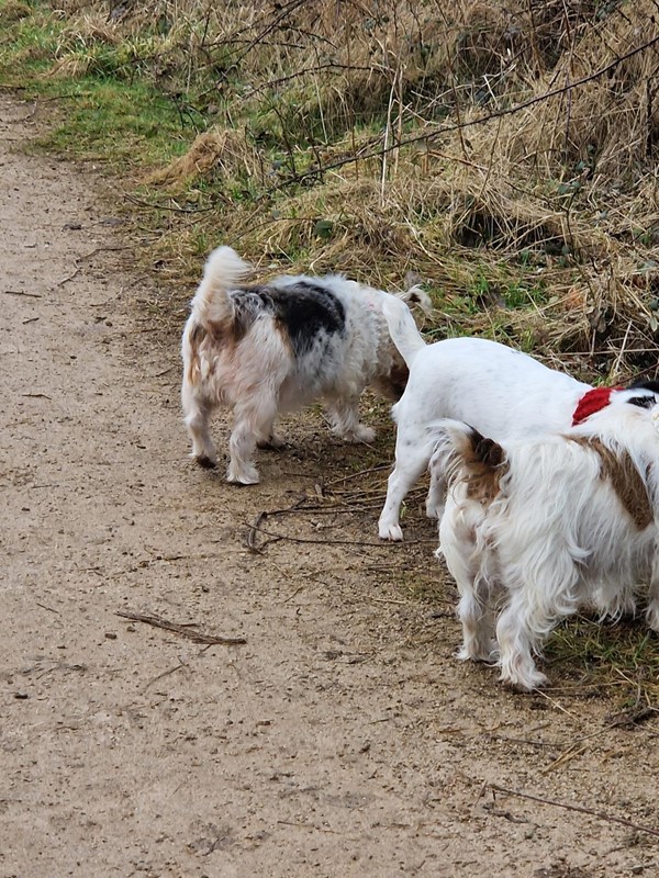 Backs of dogs