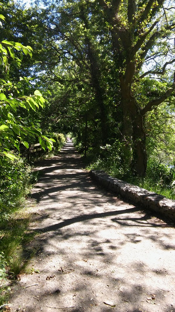 Photo of a wooded path.