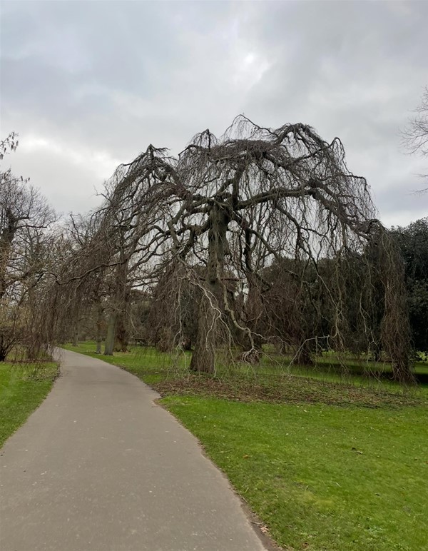 Image of a tree