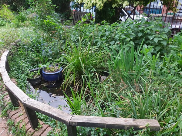 Picture of The Phoenix Garden, London