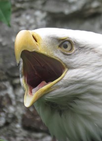 Lakeland Bird Of Prey Centre