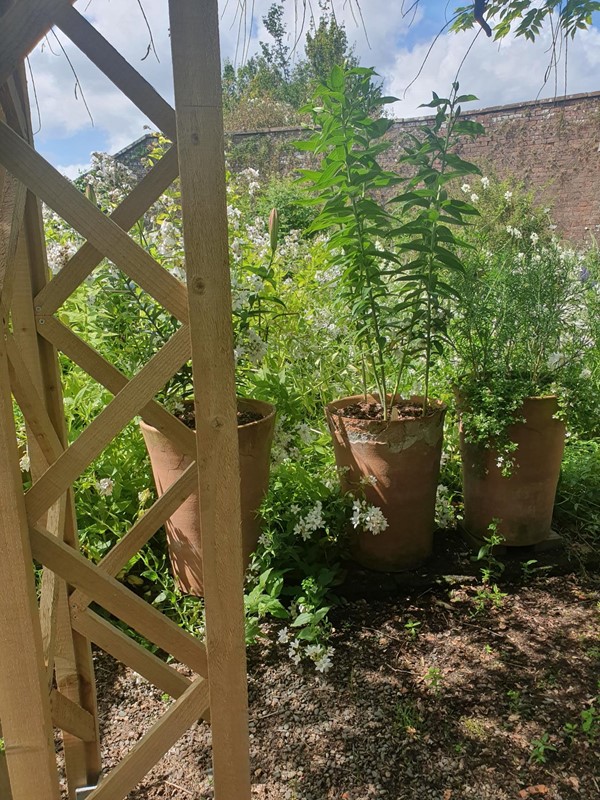 Three plantpots lined in a row