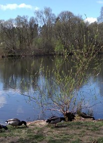 Doune Ponds