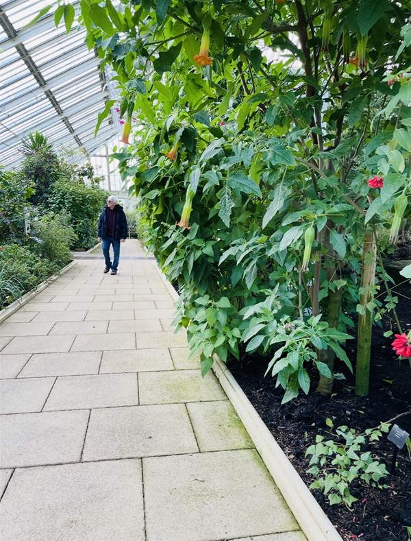 Image of a path in a glasshouse