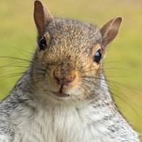Profile image for squirrelpot