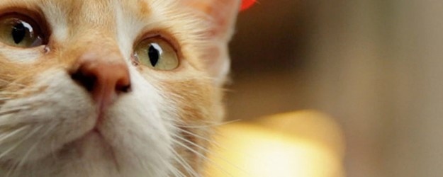 Visible Cinema: Kedi (U) article image