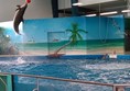 Dolphin show